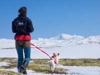 I-DOG Zugleine Comfort Trek – Bild 3