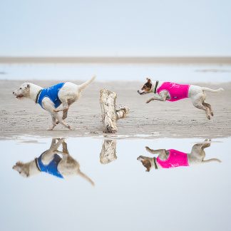 Hundeshirts
