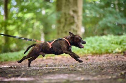 Non-stop dogwear Rush Harness – Bild 10