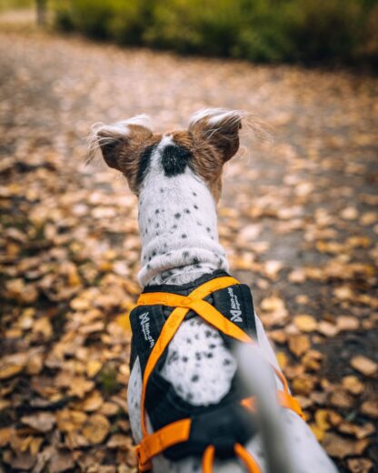 Non-stop dogwear Rush Harness – Bild 9