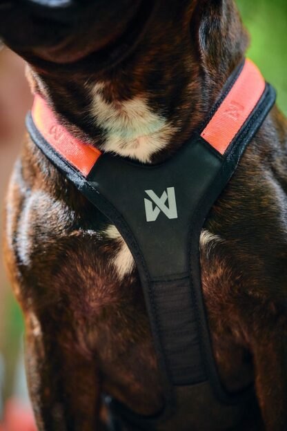Non-stop dogwear Rush Harness – Bild 3