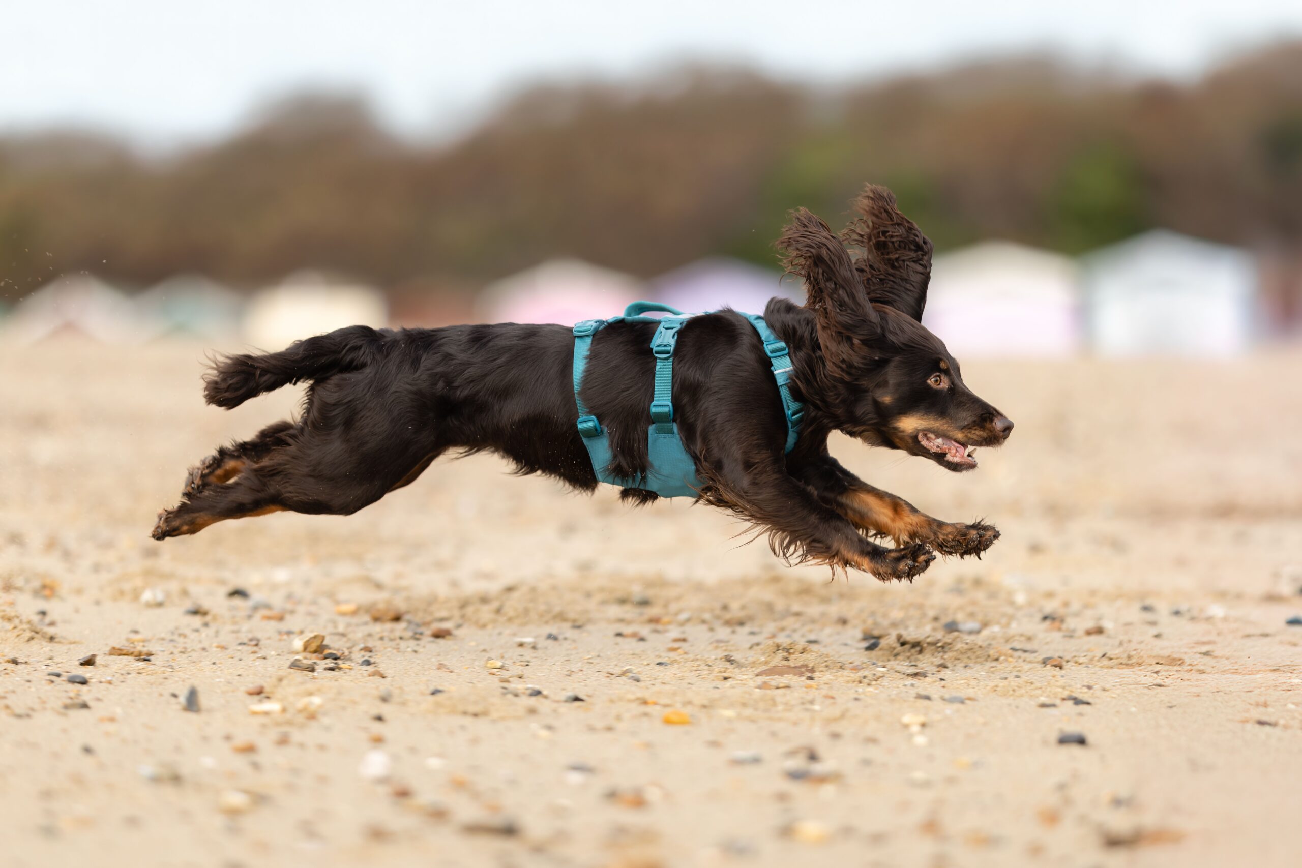 Non-stop Dogwear Ramble harness long – Bild 6