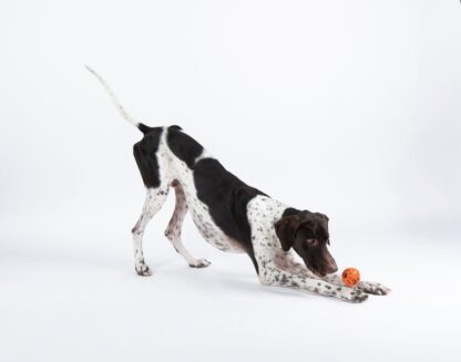 Non-stop dogwear Dog Ball – Bild 6
