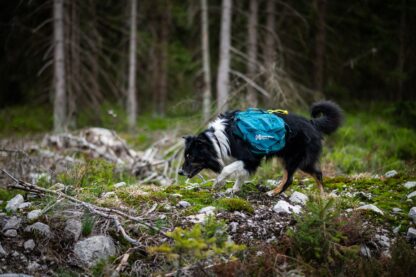 Non-stop dogwear Trail Quest dog backpack – Bild 3