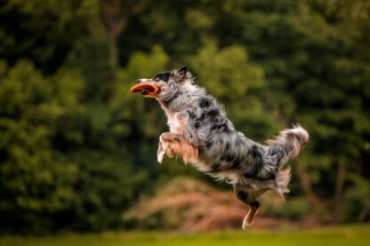 Non-stop dogwear Flying Disc – Bild 3