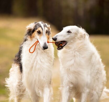 Non-stop dogwear Ball on Rope – Bild 6