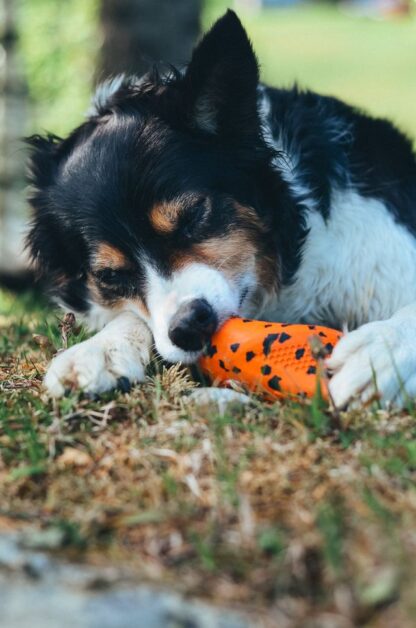 Non-stop dogwear Throw Toy "Mehrzweckspielzeug" – Bild 8