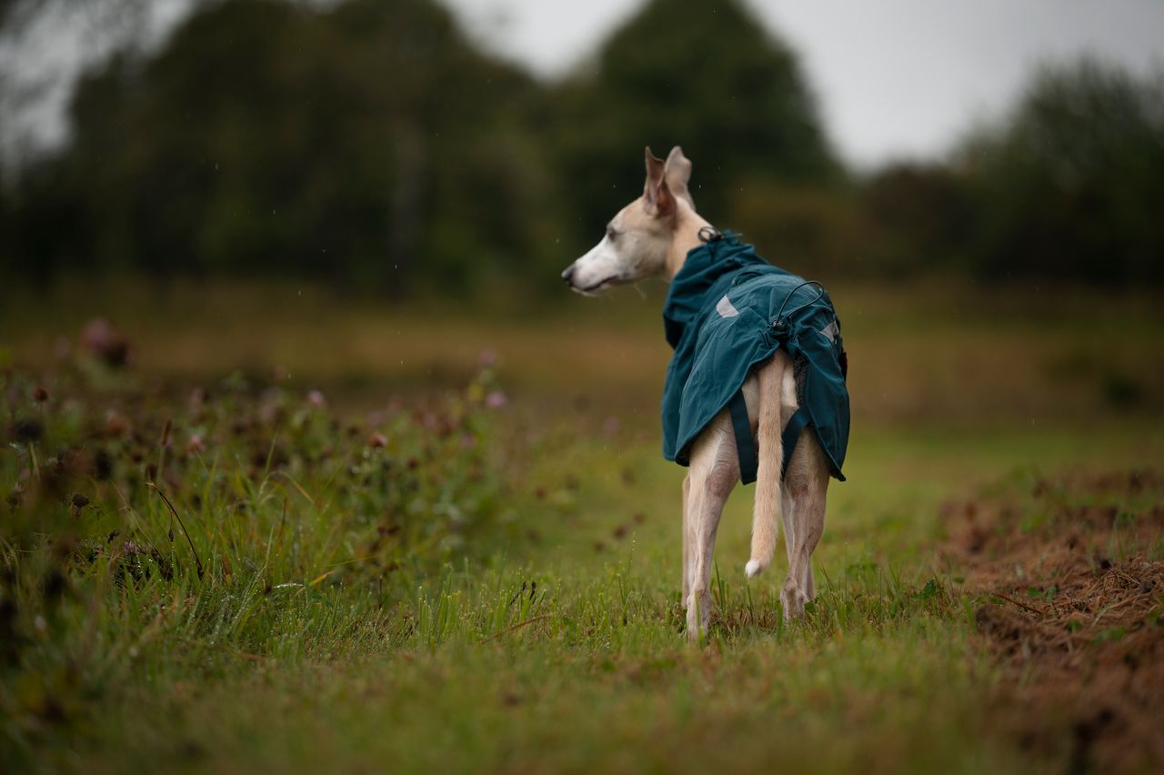 non stop fjord lined raincoat