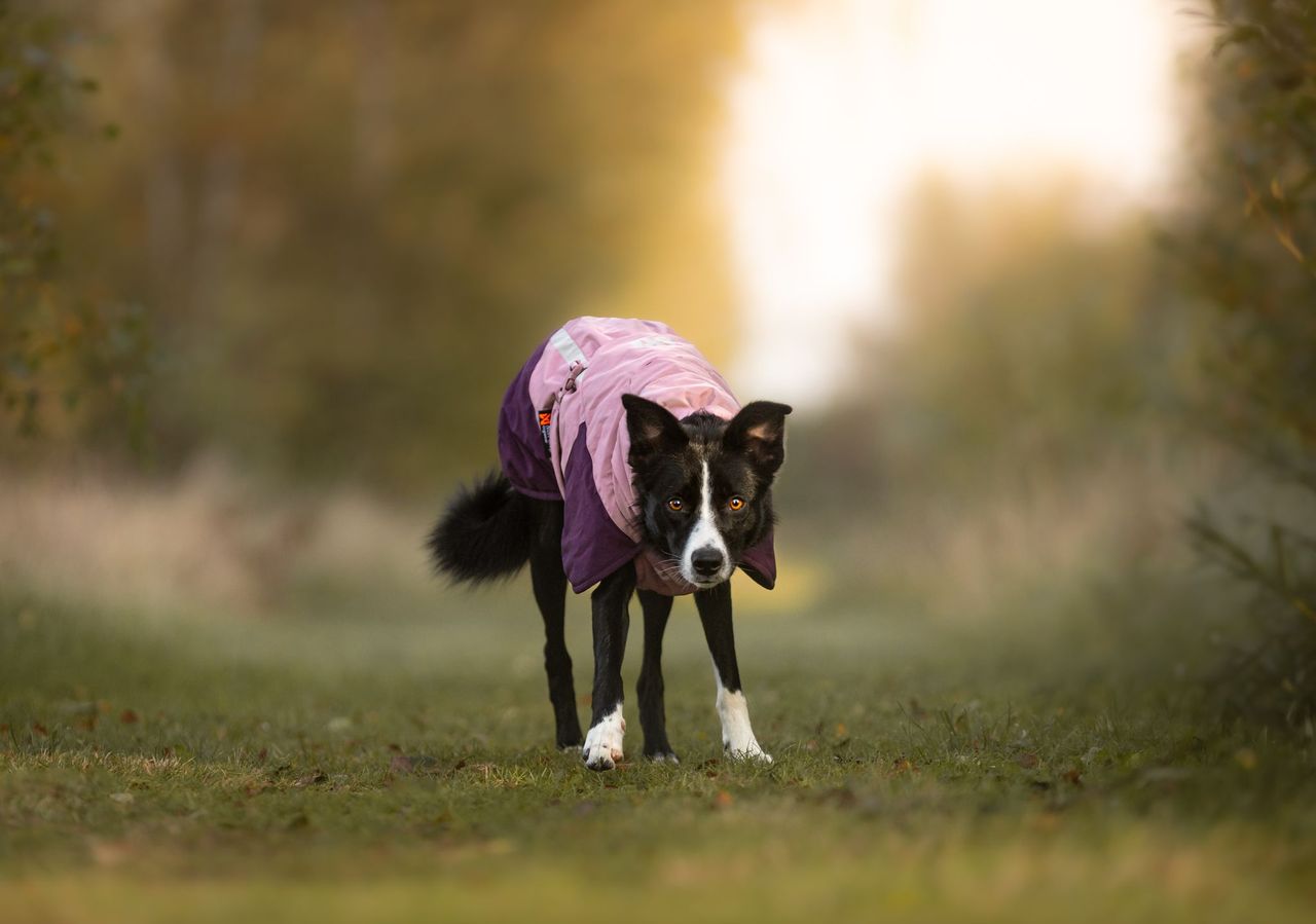 non stop glacier jacket 3.0