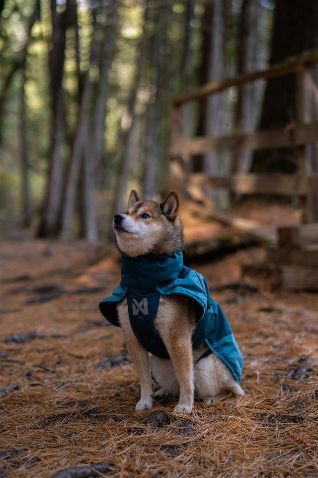 non stop glacier jacket 3.0