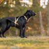v.i.p. dogwear multisport geschirr – dogtrekking zuggeschirr
