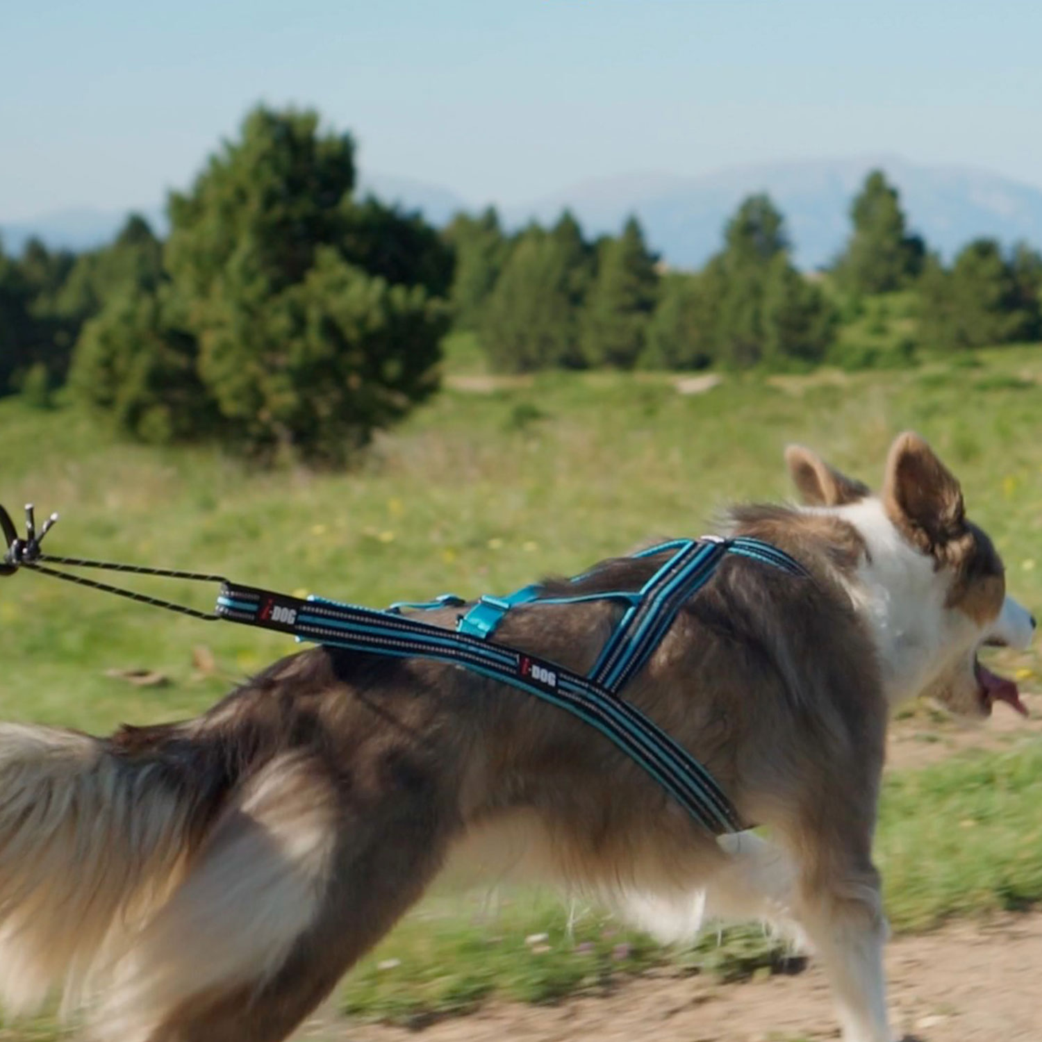i dog canicross zuggeschirr x back one