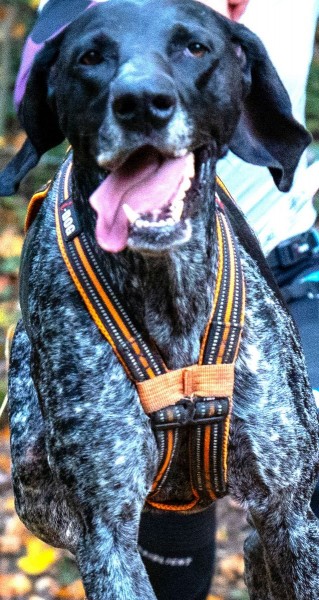 i dog canicross zuggeschirr x back one
